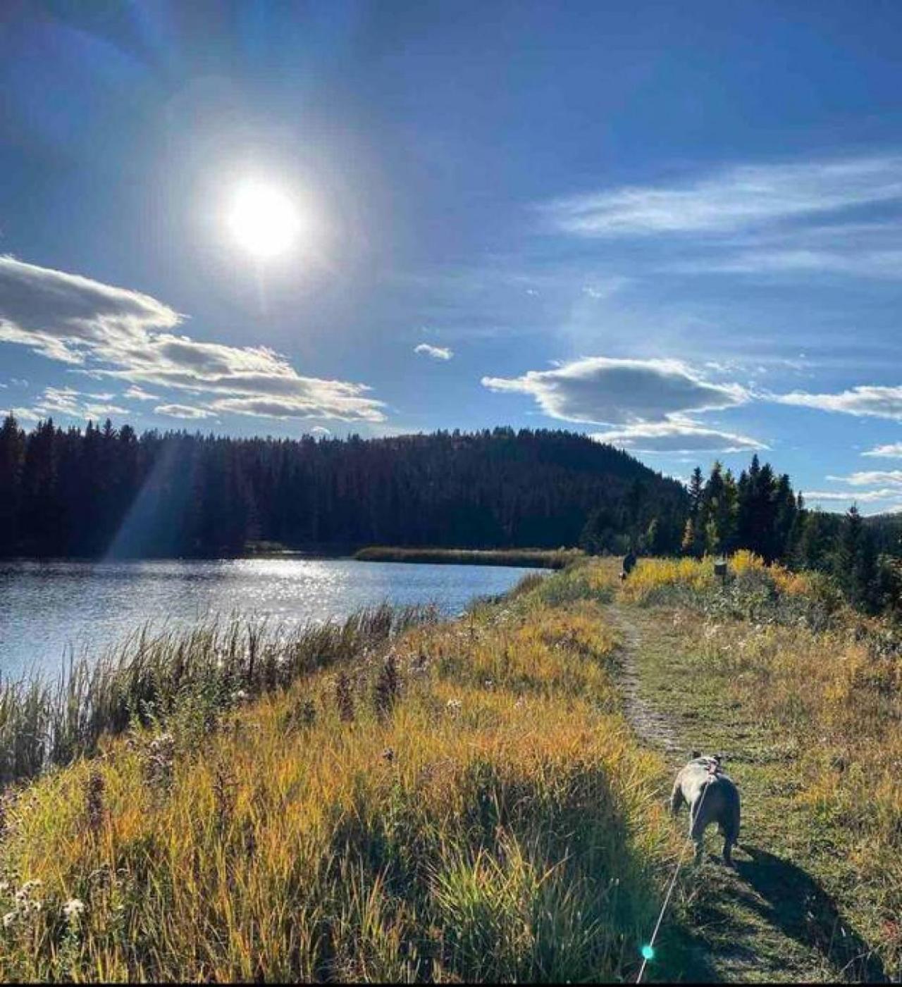 Rustic Cozy Cabin With Hot Tub Bragg Creek Eksteriør billede